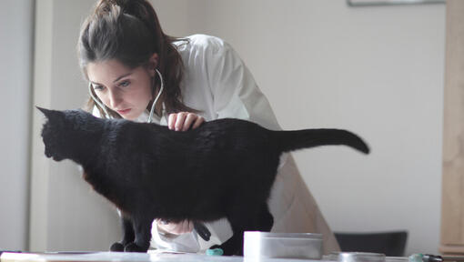 Kara kedi veteriner tarafından muayene edildi