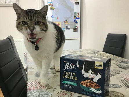 Çok mutlu bir kedi!
