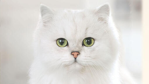 Kameraya bakan beyaz kedi