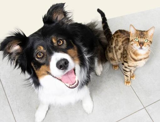 Köpek ve Kedi yukarı bakıyor