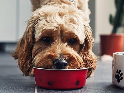 Kırmızı kaptan yemek yiyen köpek