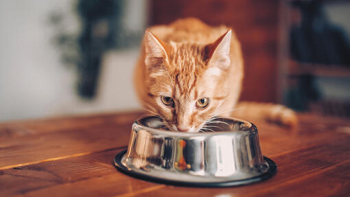 Kedi kaseden yemek yiyor