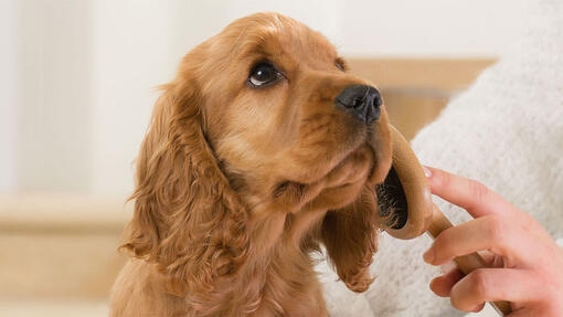 Yavru köpeğİni̇zi̇n vücut di̇li̇nden anlamak