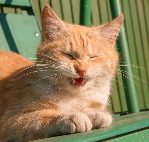 kedi