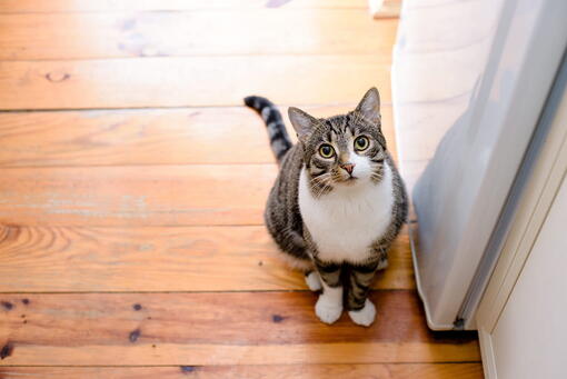 kedi