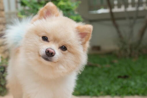köpek
