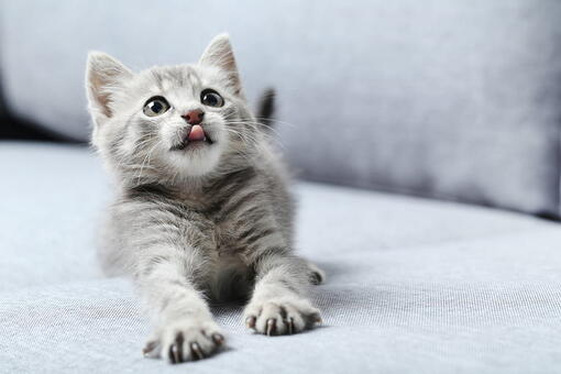 kedi