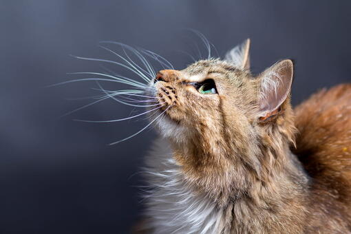 kedi