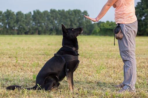 köpek
