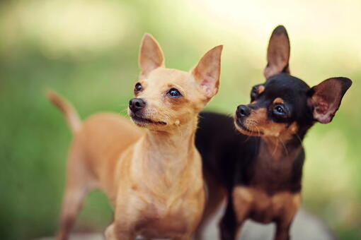 köpek