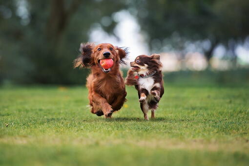 köpek
