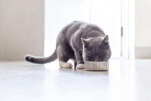 kedi
