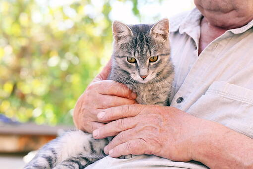 kedi