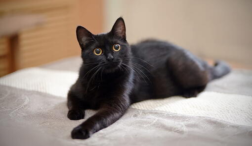 kedi