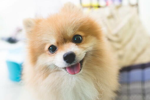 köpek