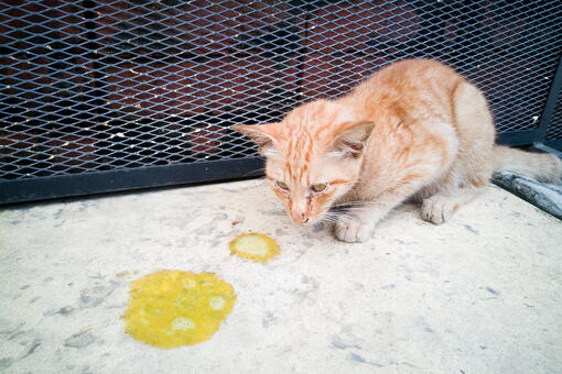 kedi