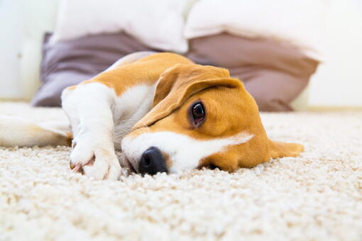köpek
