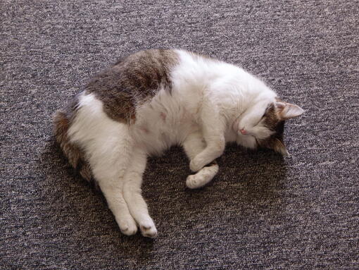 kedi