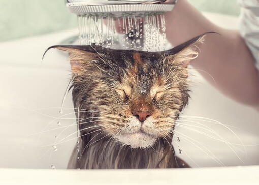 kedi
