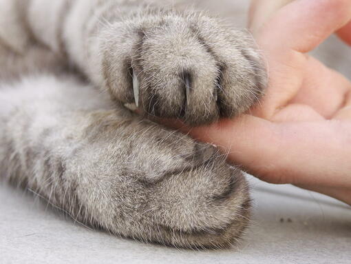 kedi