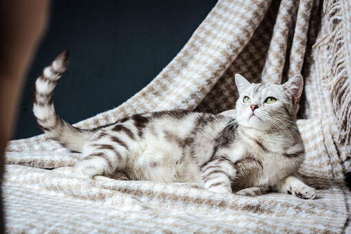 kedi