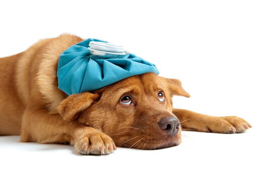 köpek