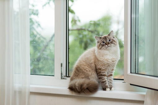kedi