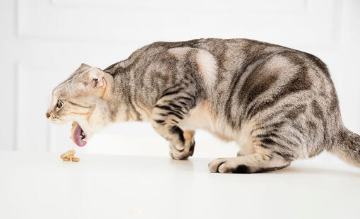 kedi