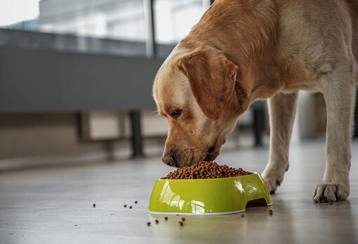 köpek
