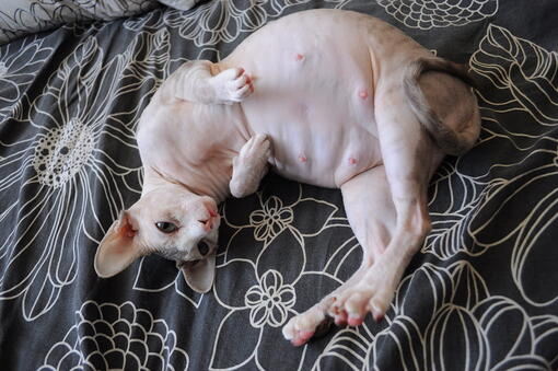 kedi