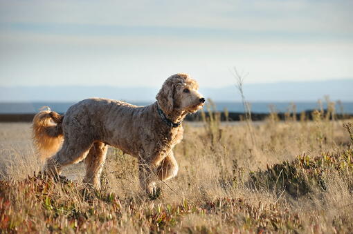 köpek