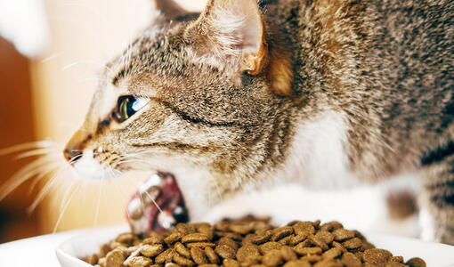 kedi