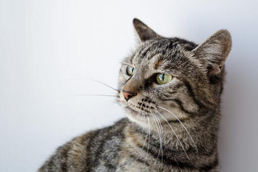 kedi
