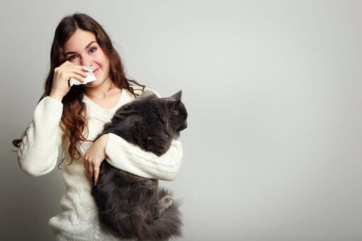 kedi