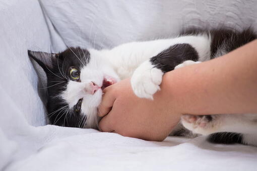 kedi