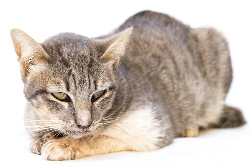 kedi