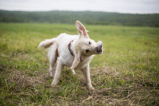 köpek