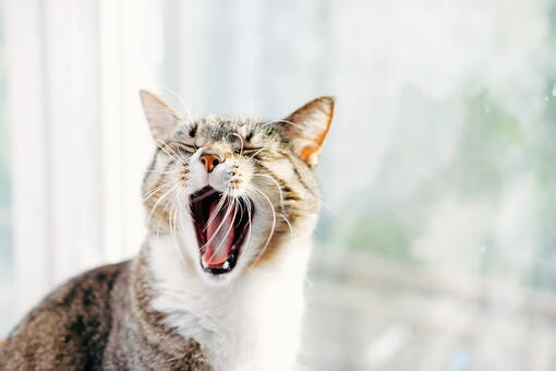 kedi