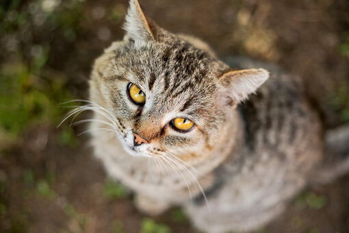 kedi