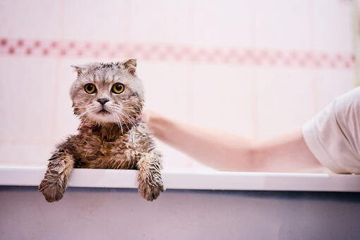 Kedi Yıkanır Mı?