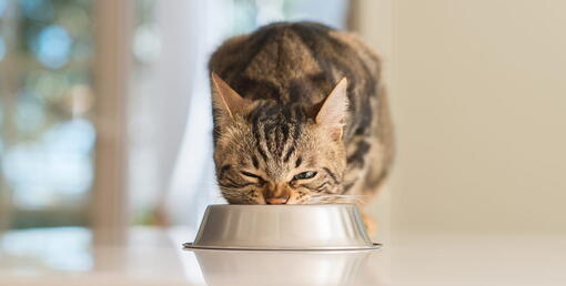 kedi