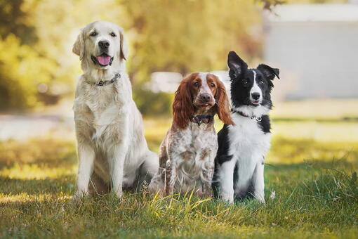 köpek
