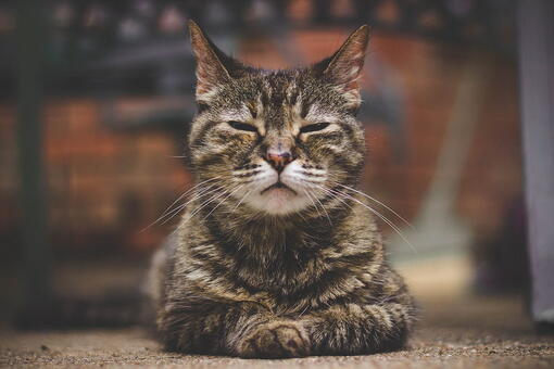 kedi