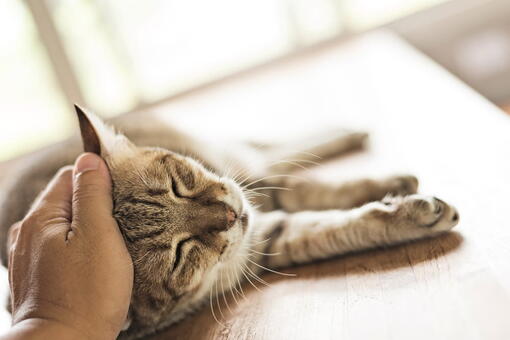 kedi