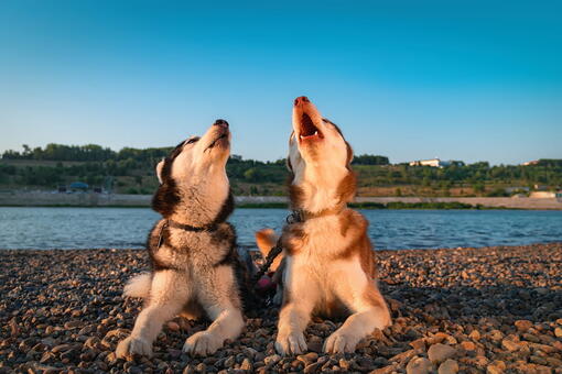 köpek