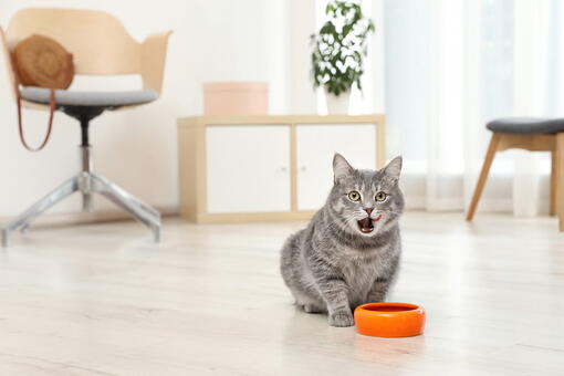 kedi