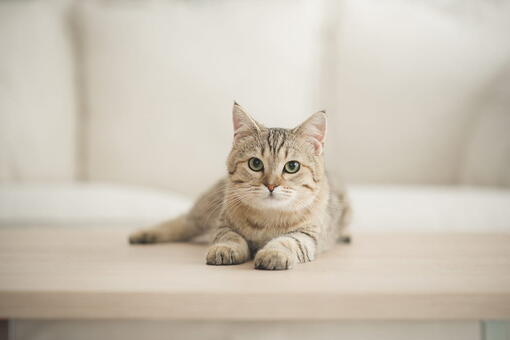 kedi