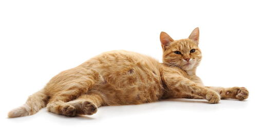 kedi