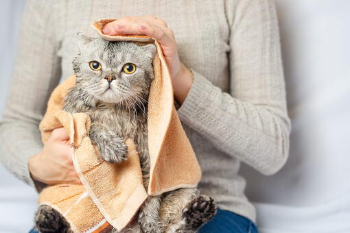 kedi