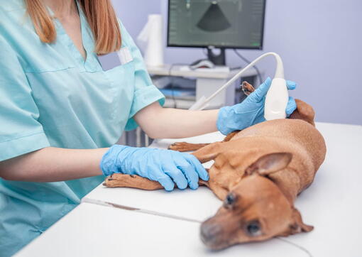 köpek